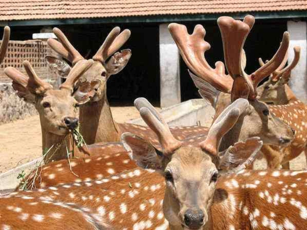 日喀则动物园驯化梅花鹿价格四肢细长，跳跃能力强2022已更新（今日/推荐）