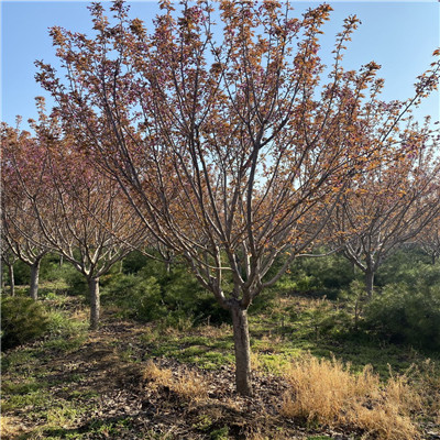 泰山区樱花树出售2023已更新（今日/商情）