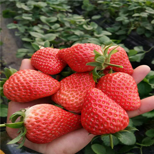 海南香蕉草莓苗2023年报价
