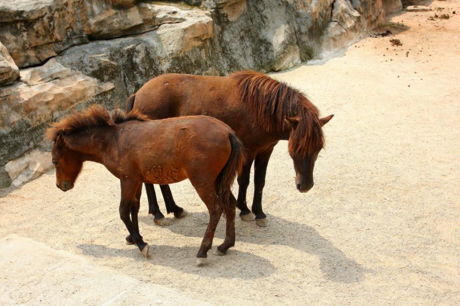 东莞景区观赏矮马供应商家2022已更新（今日/价格）