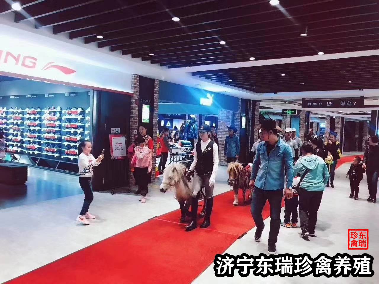 推荐—广西南宁出租羊驼-动物出租公司2022已更新（今日/报价）