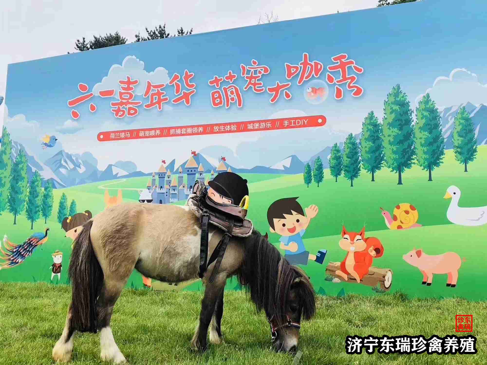 【首页】贵州黔西南动物租赁|矮马出租2022已更新（出租/价格）