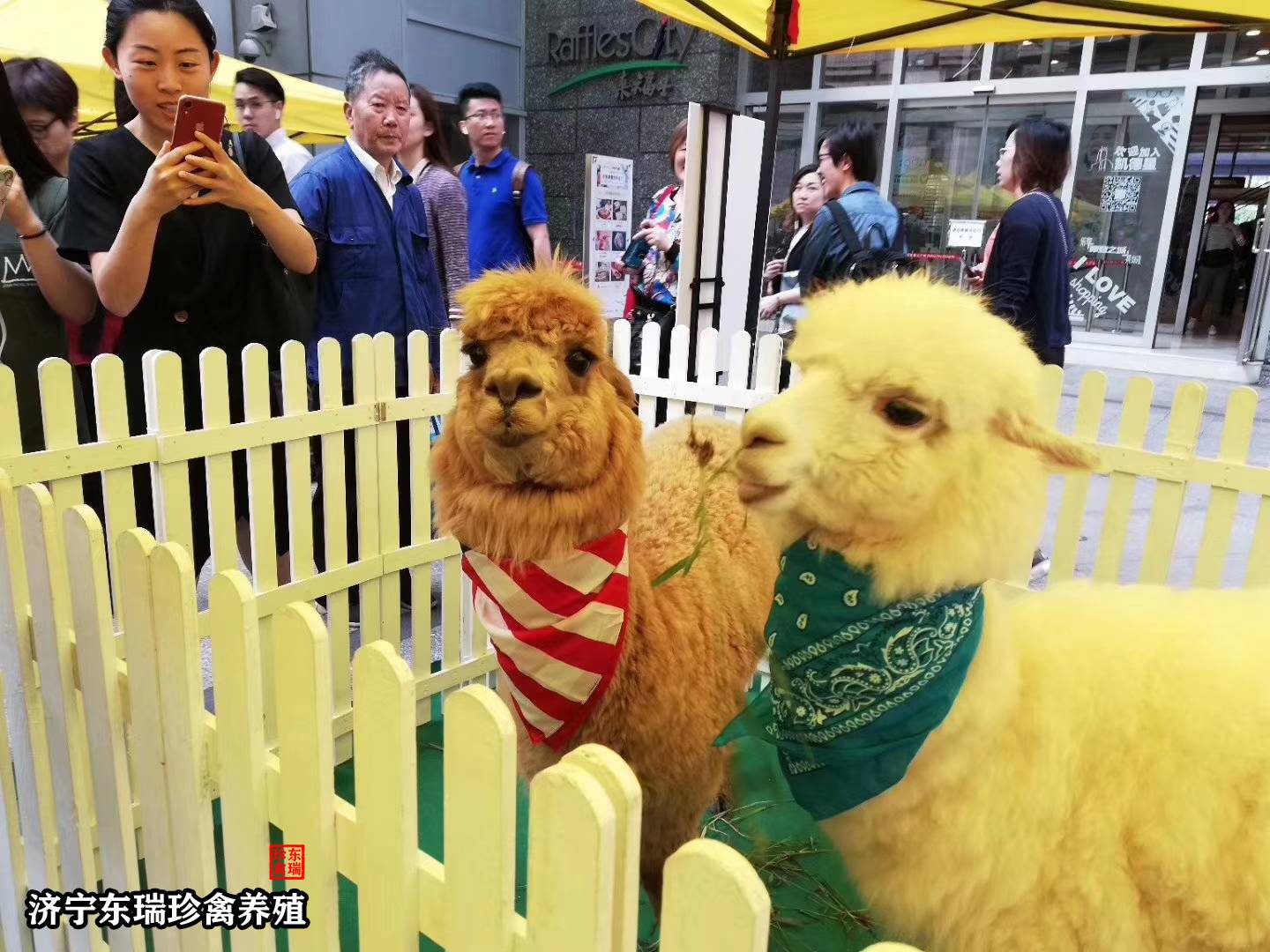 河南许昌萌宠动物展览出租/动物表演公司2022已更新（今日/动态）