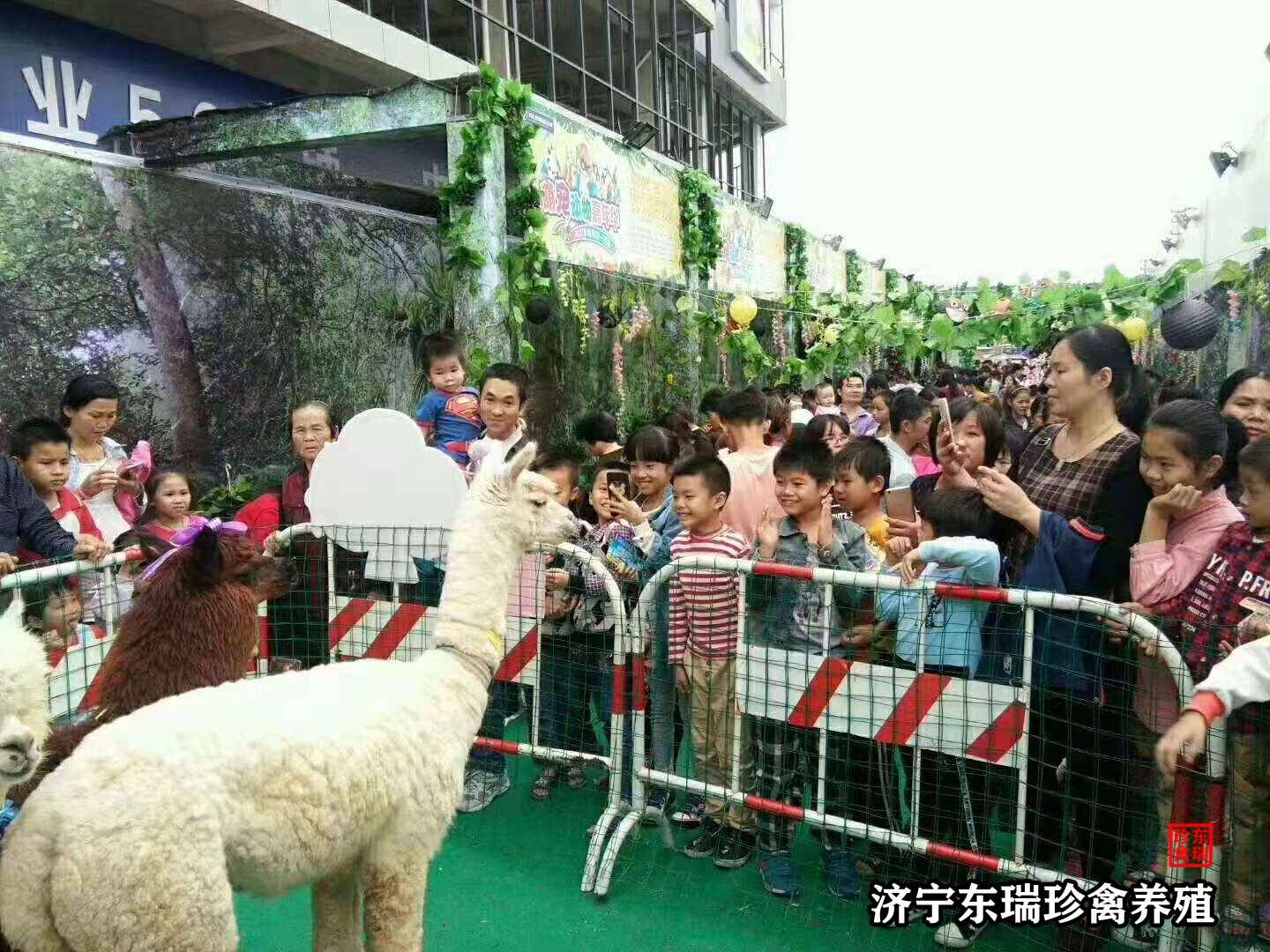 【首页】黄冈动物租赁|骆驼出租2022已更新（今日/价格）