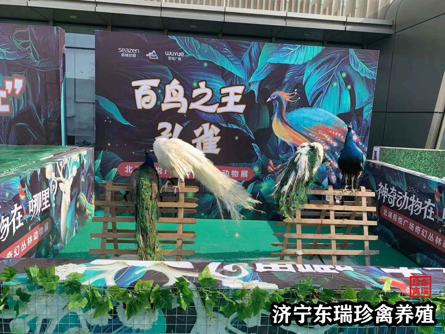 广东江门萌宠动物展览出租|海洋生物展价格2022已更新（租赁/价格）