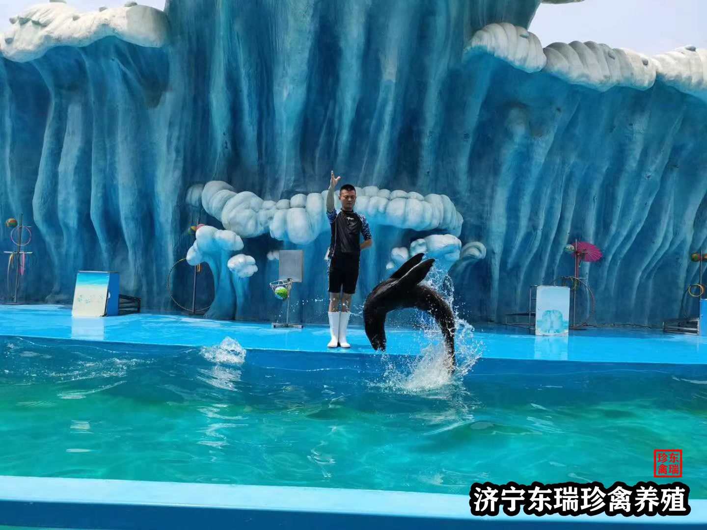 四川广元萌宠动物展览出租|海洋展览价格2022已更新（价格/优惠）