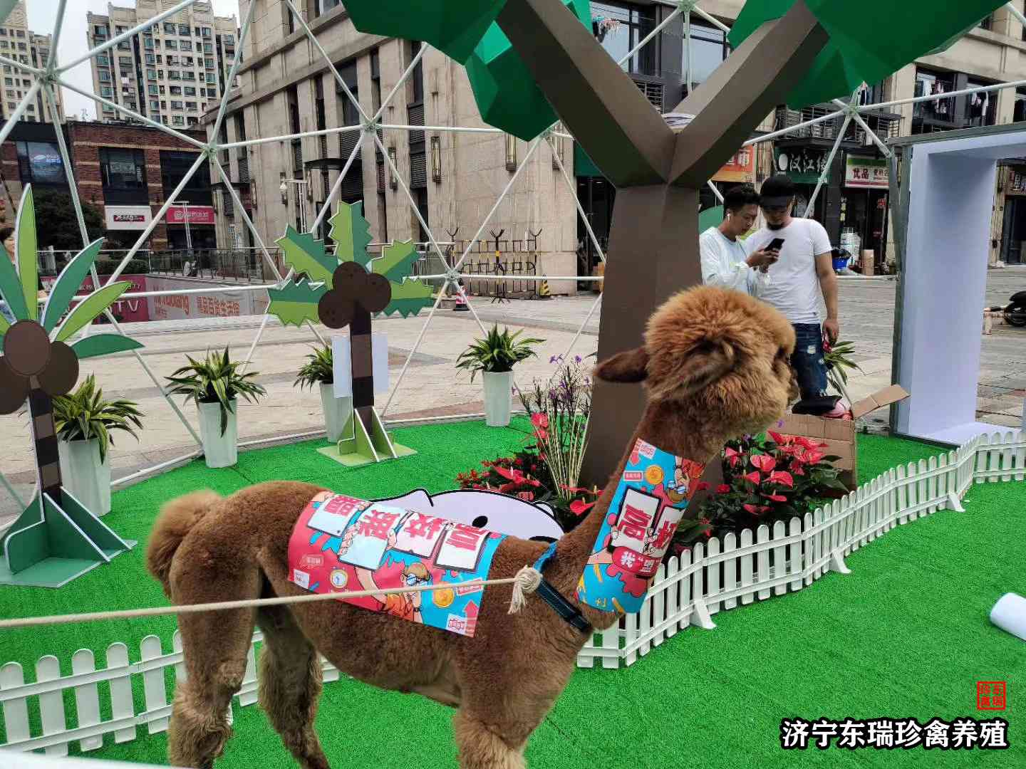 推荐—阳泉出租羊驼-骆驼租赁2022已更新（今日/价格）