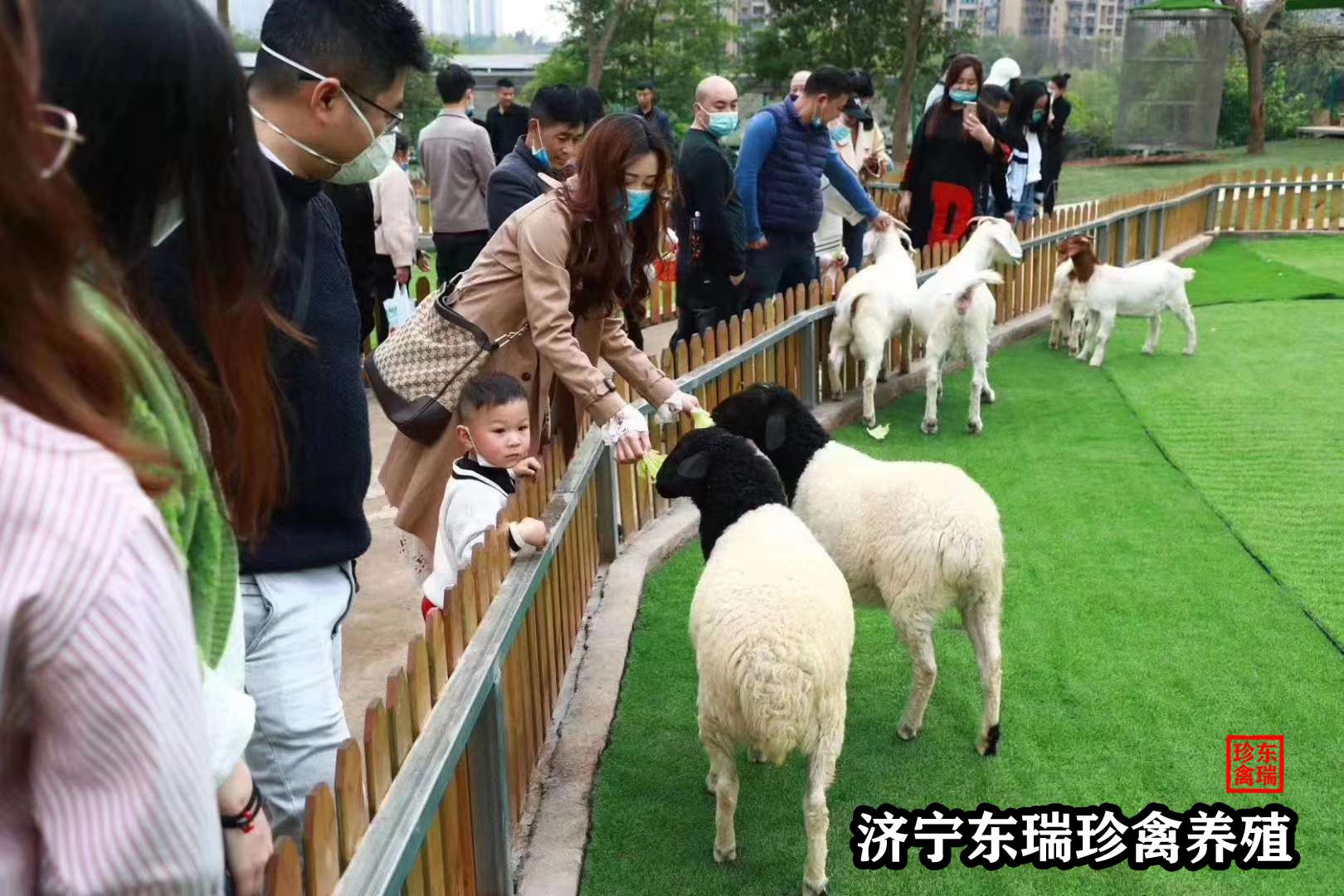 【新闻】江门萌宠动物展览出租|小狗表演2022已更新（出租/价格）