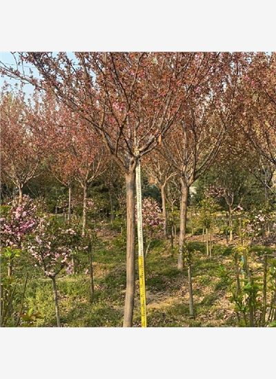 泰山区樱花树供应2023已更新（今日/推荐）