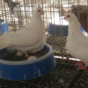 黔东南白羽王种鸽养殖场2022已更新（今日/热点）