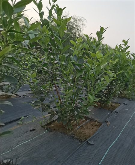 吉林龙潭绿宝石蓝莓苗这里卖的价格2022已更新(今日/热点)