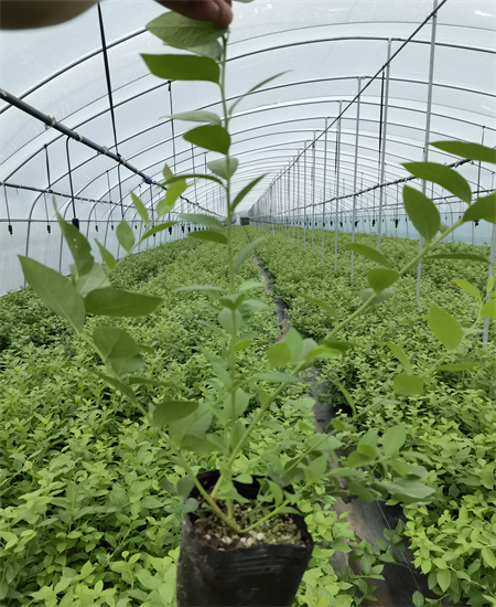 安居L蓝莓苗种植技术2022已更新(今日/动态)