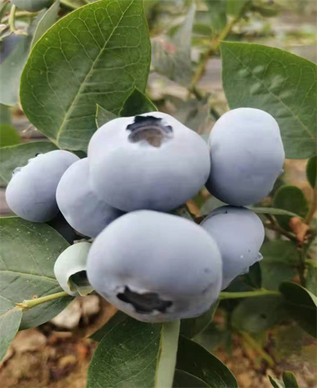 喀喇沁旗珠宝蓝莓苗种植技术2022已更新(今日/推荐)