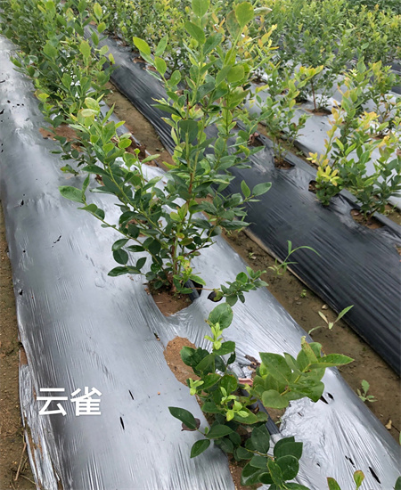 浙江台州L蓝莓苗这里卖的价格2022已更新(今日/热点)