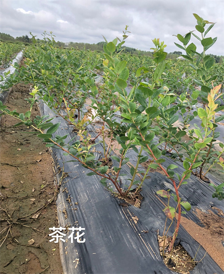 黑龙江双鸭山休伦蓝莓苗才卖多少钱一颗2022已更新(今日/动态)
