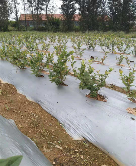 红河弥勒绿宝石蓝莓苗才卖多少钱一颗2022已更新(今日/动态)