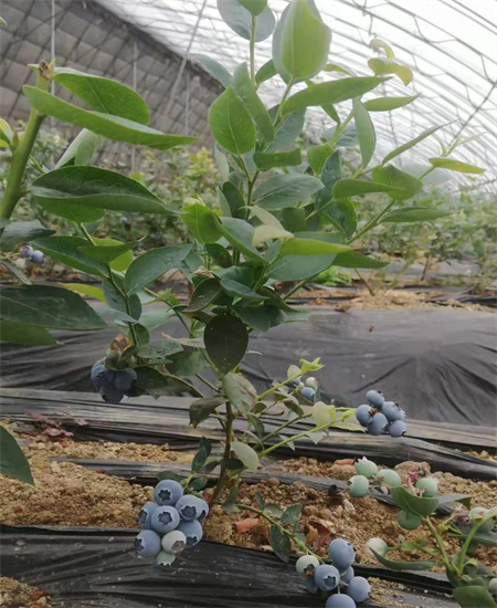桦甸绿宝石蓝莓苗这里卖的价格2022已更新(今日/热点)