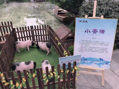首页----上海崇明孔雀展览出租活动项目齐全2022已更新（今日/动态）