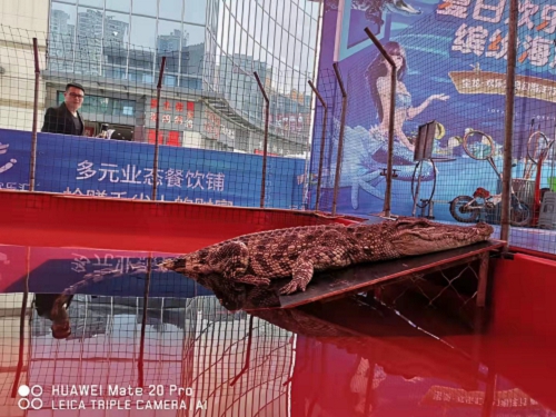 首页-----梅州大埔鳄鱼表演租赁找我们专业的2022已更新（今日/动态）