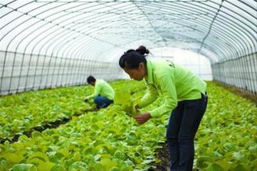 铁岭出国正规劳务公司采摘工包装工蔬菜种植工包吃包住月薪3.2万