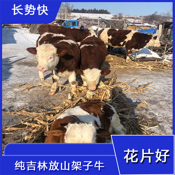 双鸭山牛养殖基地 六个月的西门塔尔小牛犊要多少钱一头