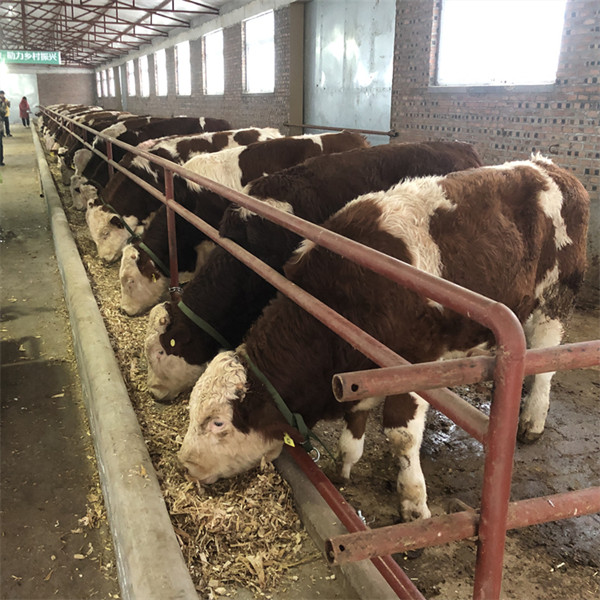盘锦中转基地 五个月西门塔尔牛犊小母牛要多少钱一头