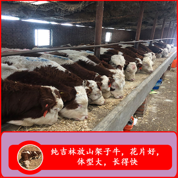 渭南西门塔尔牛大型养牛场 品种质量好