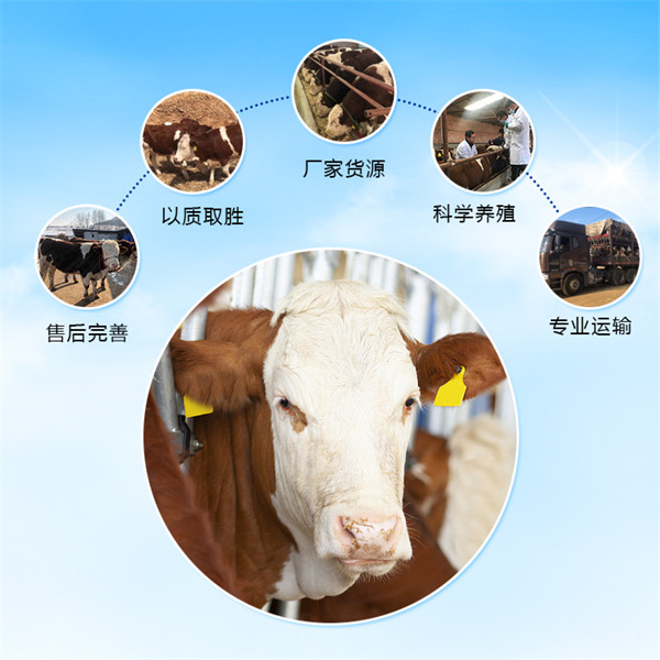 礼县西门塔尔牛中转场 300斤2岁母牛的价钱