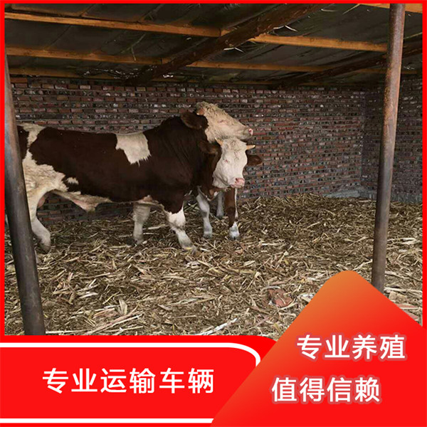 汉滨西门塔尔牛中转基地 七个月牛多少一头