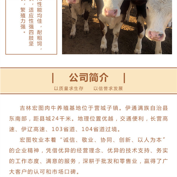 渭南西门塔尔牛大型养牛场 品种质量好