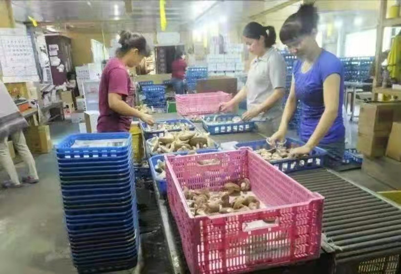 秦皇岛新西兰出国劳务费用多少采摘工蔬菜种植工蔬菜包装工包吃包住（今日/热点）