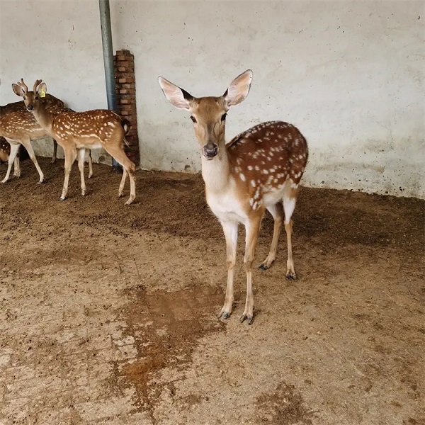 黔西南成年驯养梅花鹿哪里有卖的四肢细长，跳跃能力强2022已更新（今日/推荐）