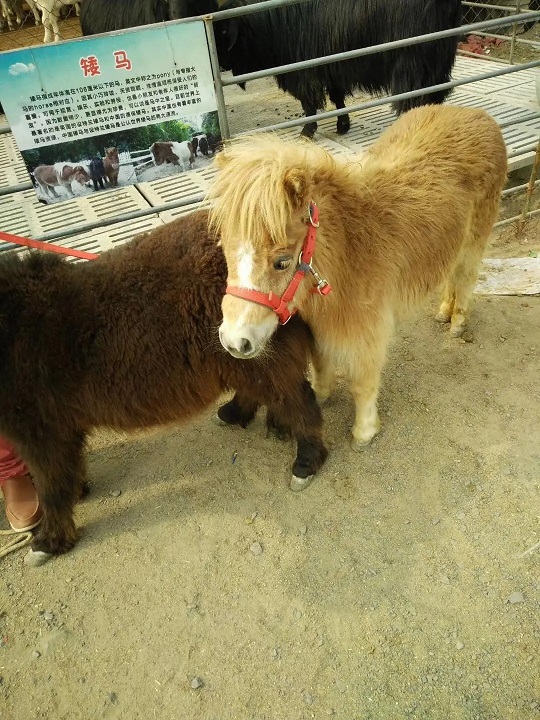 南京观赏宠物矮马养殖方法2022已更新（今日/动态）