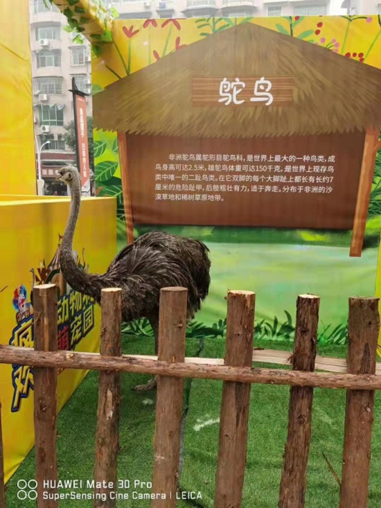 首页---哈尔滨延寿羊驼矮马展览租赁找我们专业的2022已更新(今日/资讯）