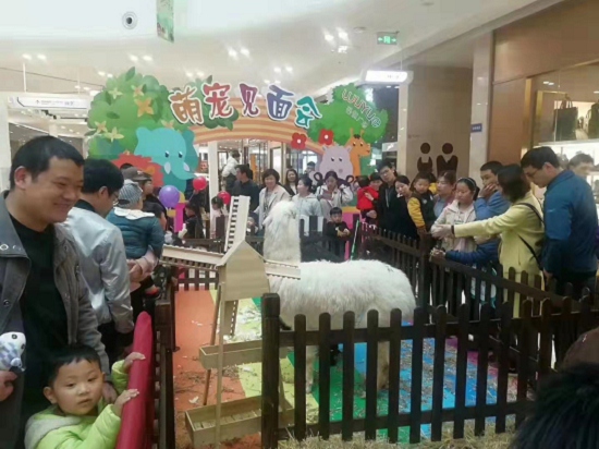 首页----惠州惠城羊驼矮马展览租赁为您量身定制2022已更新（今日/动态）
