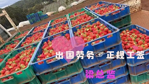 葫芦岛出国劳务新招聘搬运工果蔬采摘工包装工人领班月薪3.5万（今日/直招）