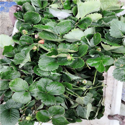 龙岩长汀四季草莓苗出售-2022已更新本地公司