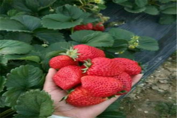久治奶油草莓苗品种-2022年已更新（今日/推荐）