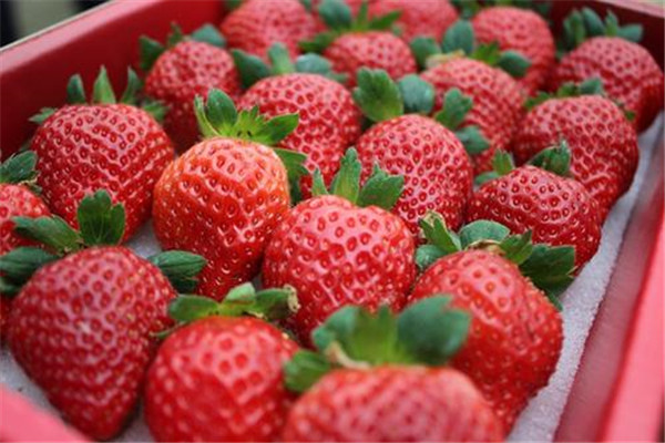 兴安盟阿尔山甜宝草莓苗批发采购-2022实时更新今日行情