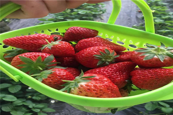 海东化隆2022年草莓苗价格-2022一览表已更新