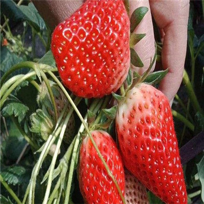 武汉武昌牛奶草莓苗价格-2022一览表已更新