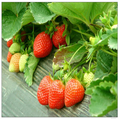 吉林磐石2022年草莓苗新品种-2022已更新本地公司