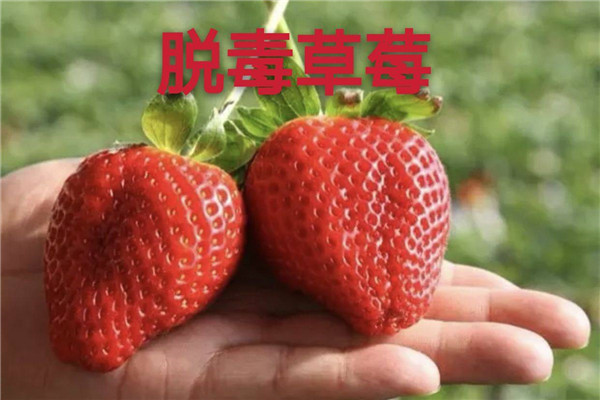 宣城泾县红颜草莓苗价格-2022实时更新今日行情