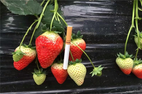 威海荣成建德草莓苗批发网-2022一览表已更新
