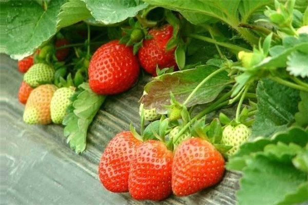 商丘宁陵红颜草莓苗市场报价-2022一览表已更新