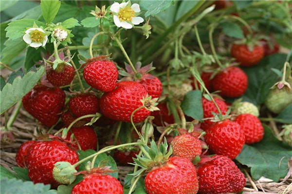 新乡封丘奶油草莓苗市场报价-2022已更新今天