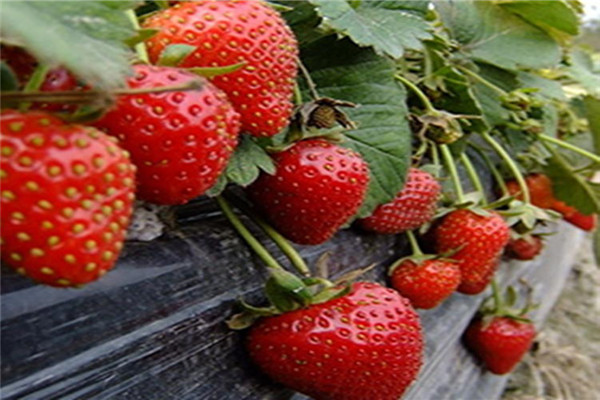 栖霞太空草莓苗供应-2022年已更新（今日/咨询）