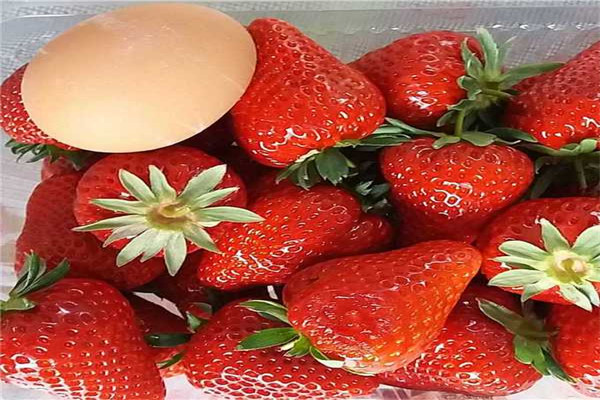 龙岩长汀四季草莓苗出售-2022已更新本地公司