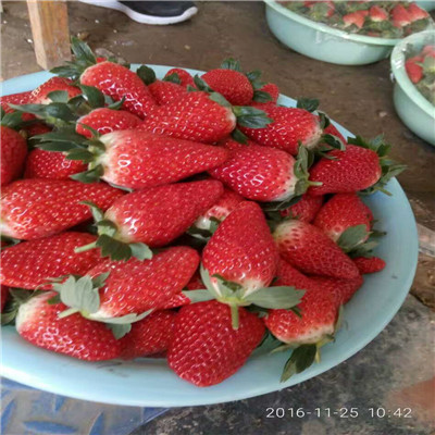 濮阳华龙甜宝草莓苗新品种-2022实时更新今日行情