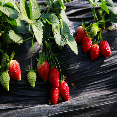 吉林磐石2022年草莓苗新品种-2022已更新本地公司